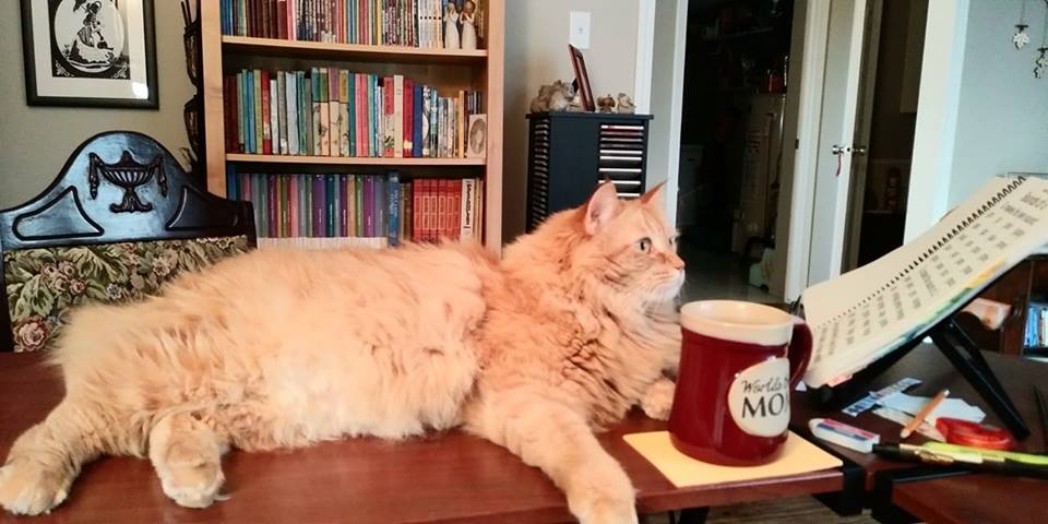 Cat looking at book.