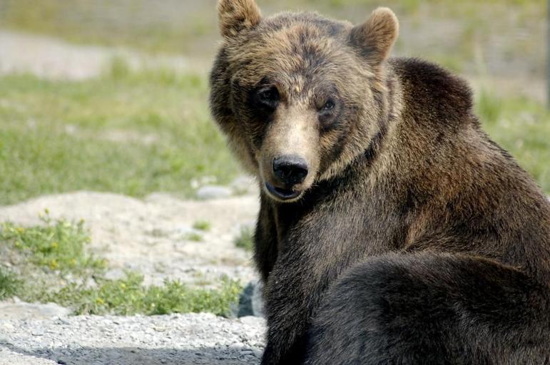 Picture from Free-Images.com. Brown Bear