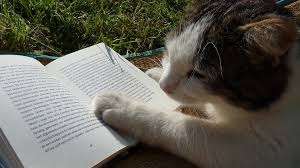 Everybody needs to read! Cat Reading